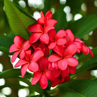 Deep Pink Egg Flower seeds for Planting - Compact Growth, Heirloom & GMO Free Seeds for Home Garden