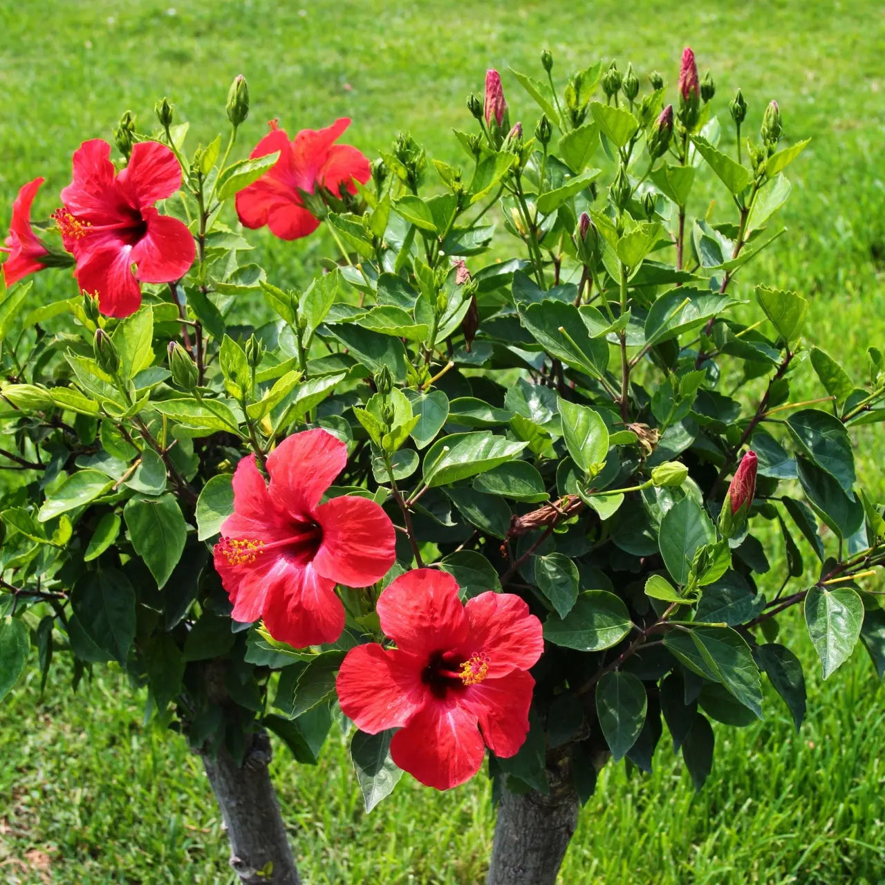 Red Hibiscus Flower seeds for Planting Vibrant Colors Heirloom & GMO Free Seeds for Home Garden
 
 Sale