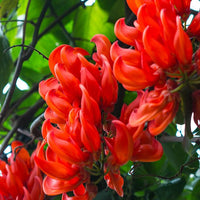 Red Strongylodon Flower seeds for Planting - Perfect for Borders, Heirloom & GMO Free Seeds for Home Garden