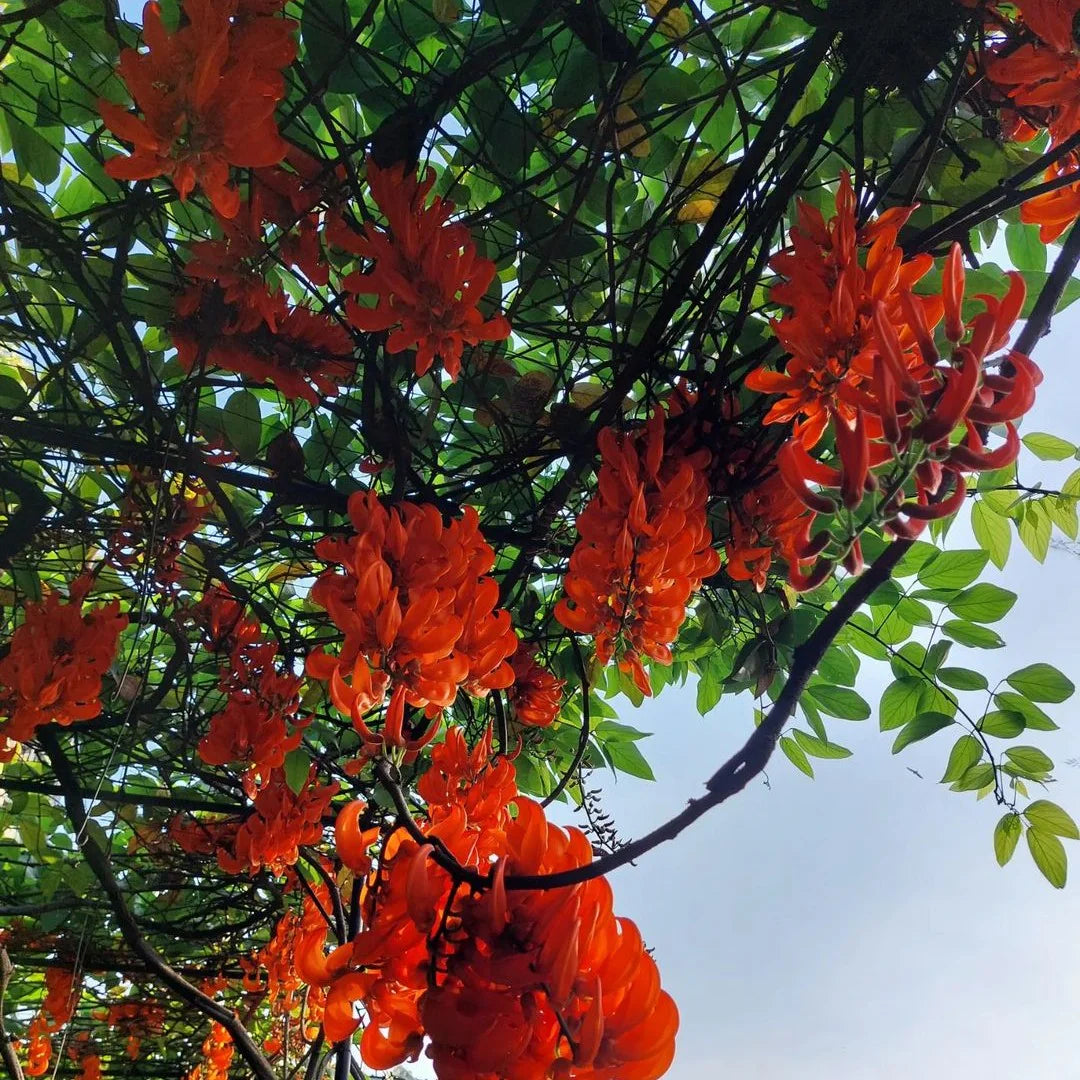 Light Orange Strongylodon Macrobotrys Seeds for Planting Sun Loving Heirloom & GMO Free Seeds for Home Garden
 
 Sale