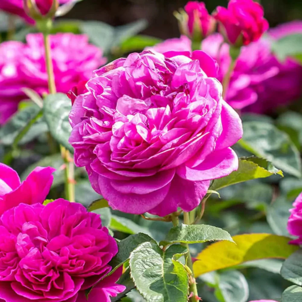 Pink Rose Flower seeds for Planting Long Bloom Season Heirloom & GMO Free Seeds for Home Garden