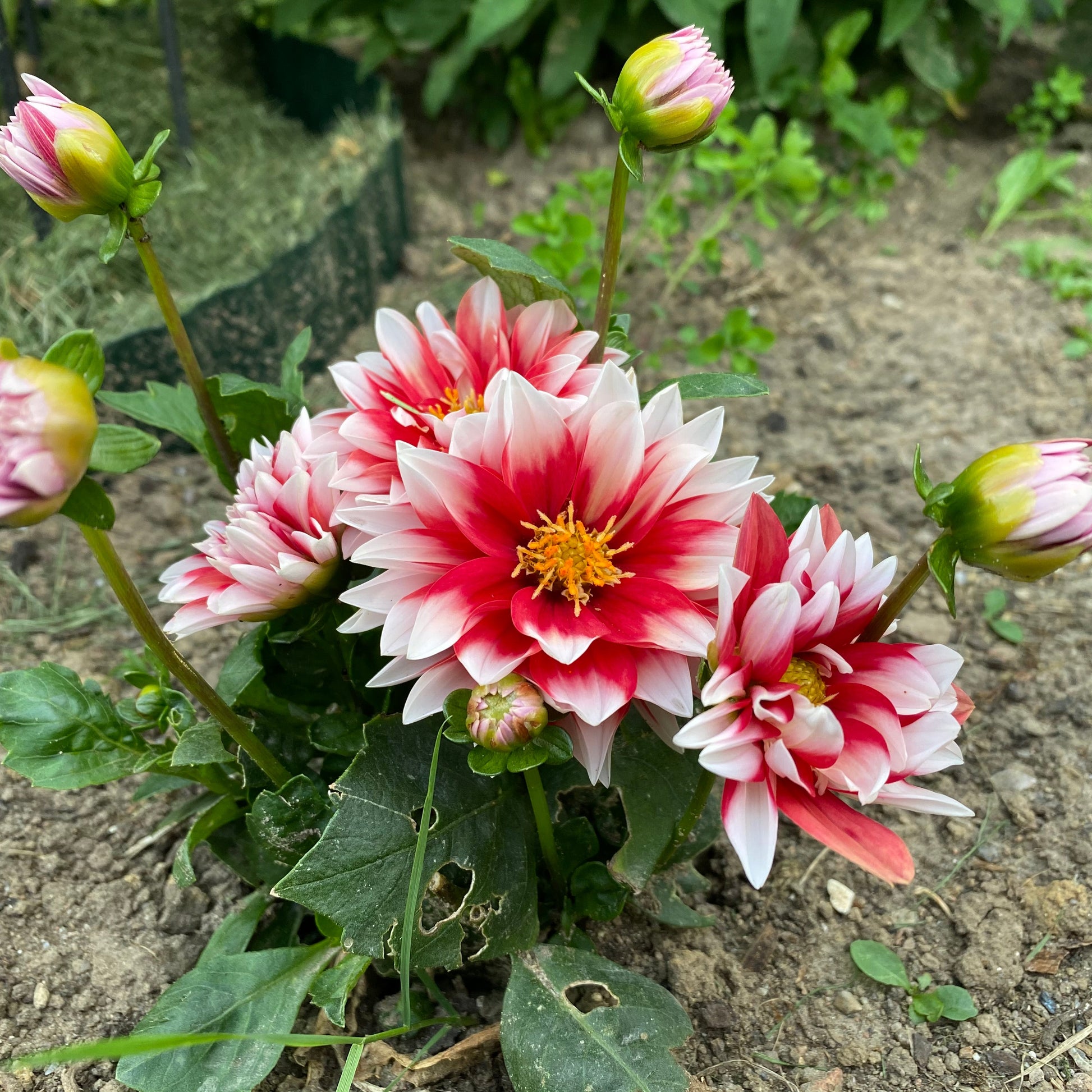 Deep Red White Chrysanthemum Flower seeds for Planting - Compact Growth, Heirloom & GMO Free Seeds for Home Garden
