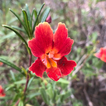 Red Monkey Flower Seeds for Planting and Gardening