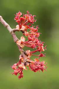 Maple Flower seeds for Planting - Hardy Variety, Heirloom & GMO Free Seeds for Home Garden