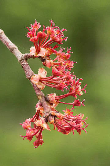 Maple Flower seeds for Planting - Hardy Variety, Heirloom & GMO Free Seeds for Home Garden