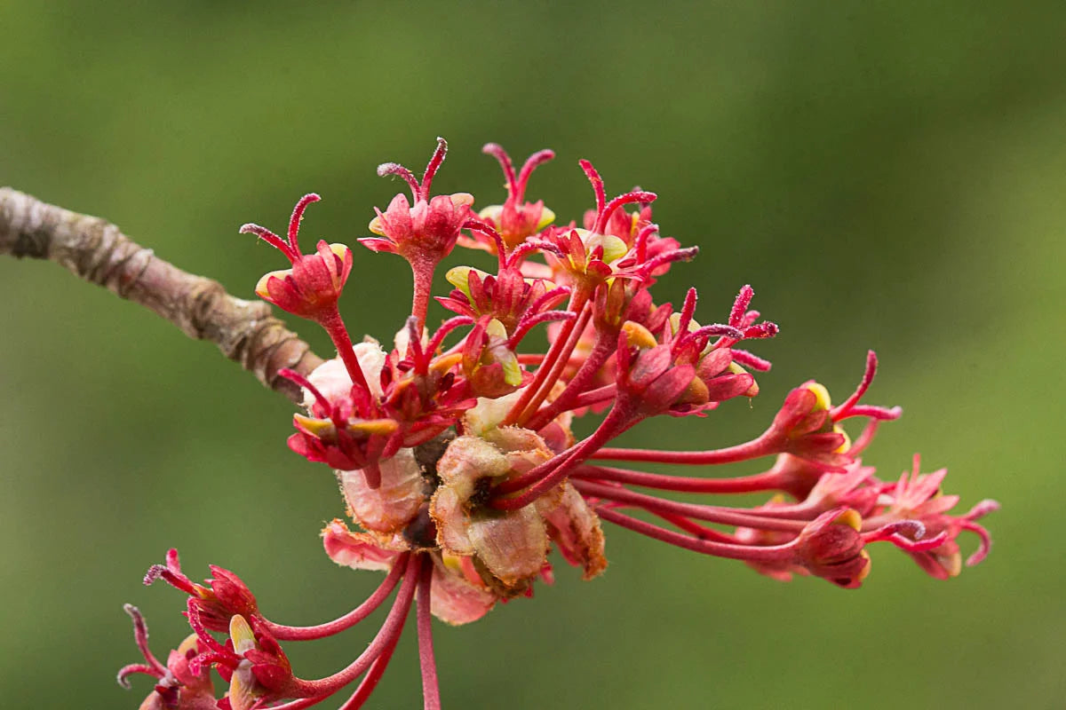 Maple Flower seeds for Planting - Hardy Variety, Heirloom & GMO Free Seeds for Home Garden