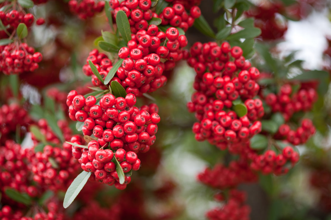 Red Pyracantha Fortuneana Seeds for Planting  Vibrant Berries, Easy-Growing Shrub