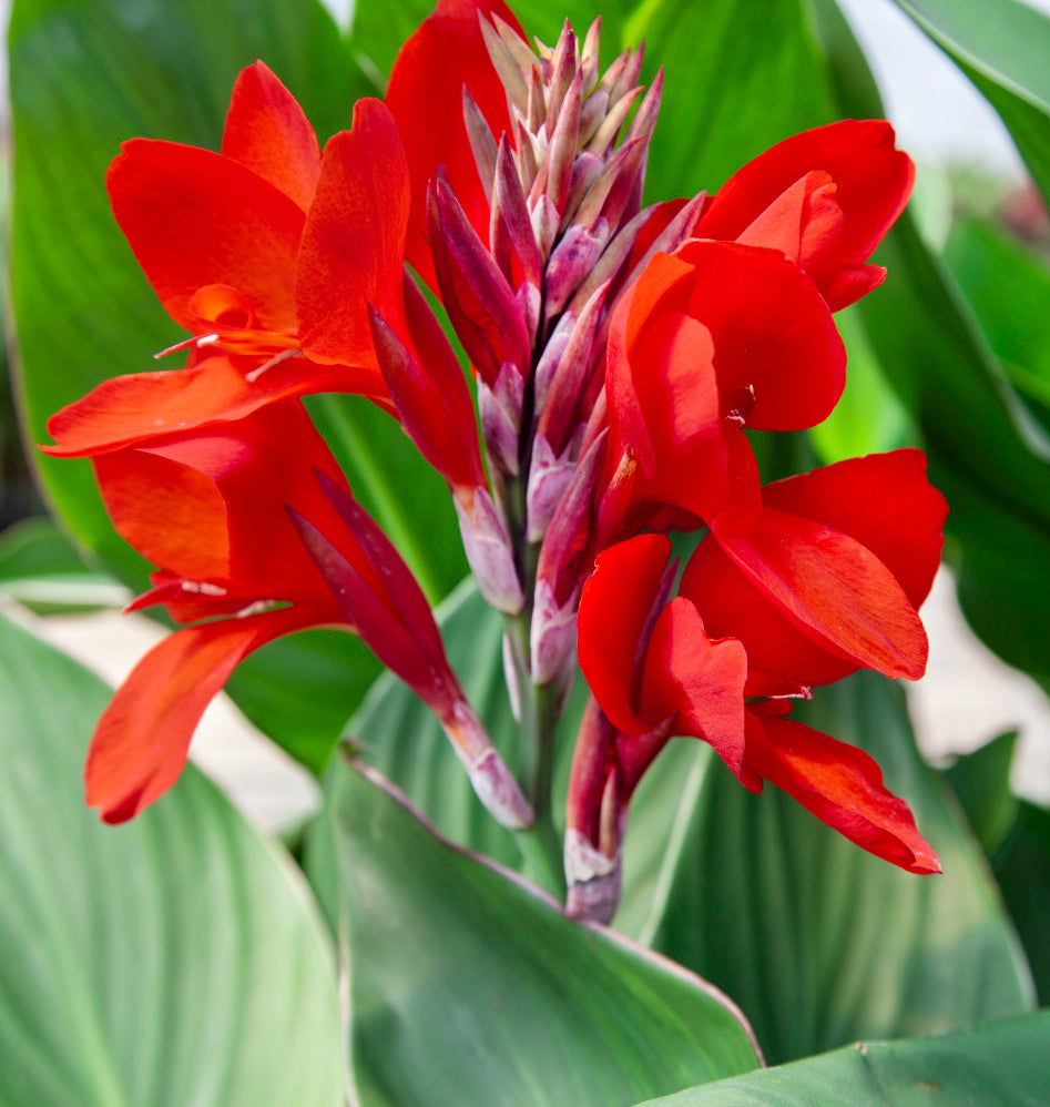 Canna Flower seeds for Planting - Perfect for Borders, Heirloom & GMO Free Seeds for Home Garden