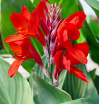 Canna Flower seeds for Planting - Perfect for Borders, Heirloom & GMO Free Seeds for Home Garden