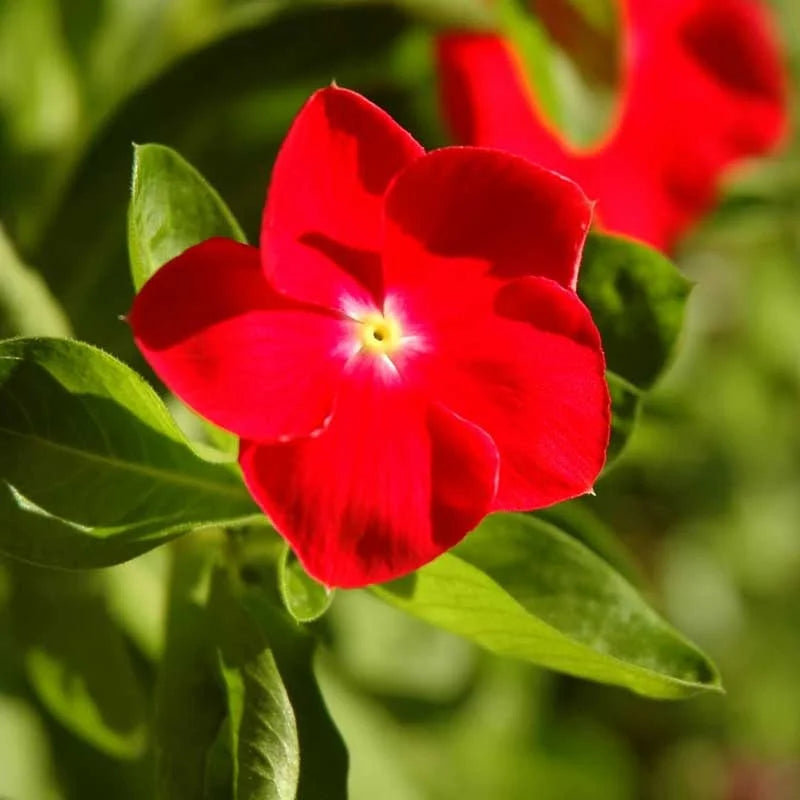 Red Vinca Flower seeds for Planting - Vibrant Colors, Heirloom & GMO Free Seeds for Home Garden