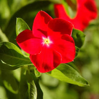 Red Vinca Flower seeds for Planting - Vibrant Colors, Heirloom & GMO Free Seeds for Home Garden