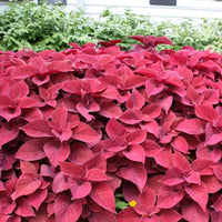 Red Coleus Flower seeds for Planting Cottage Garden Essential Heirloom & GMO Free Seeds for Home Garden