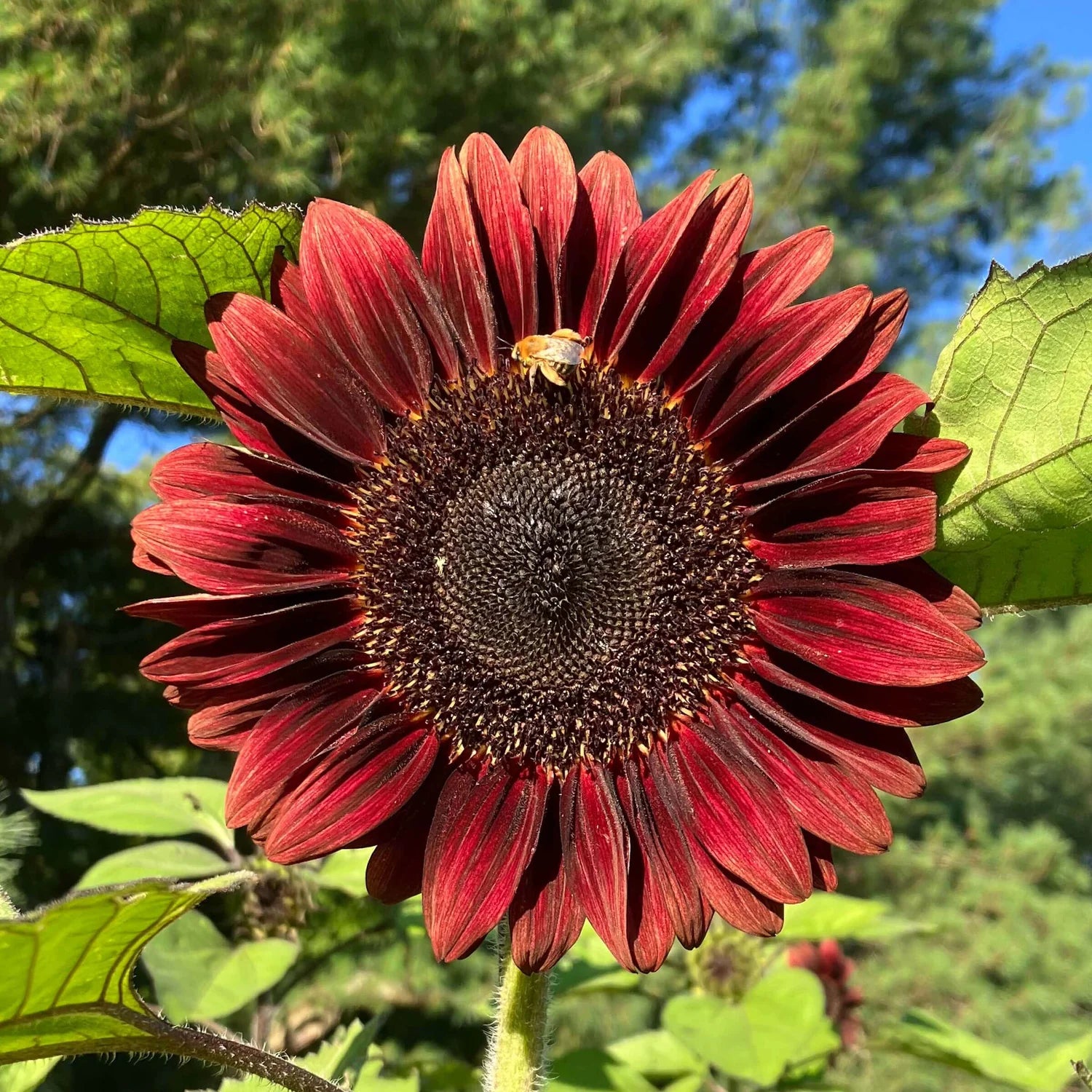 Red Helianthus Flower seeds for Planting - Sun Loving, Heirloom & GMO Free Seeds for Home Garden