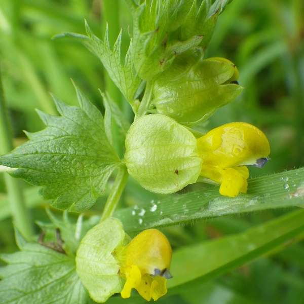 Yellow Rattle Flower seeds for Planting - Bright Blooms, Heirloom & GMO Free Seeds for Home Garden