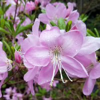 Rhododendron Flower seeds for Planting - Colorful Display, Heirloom & GMO Free Seeds for Home Garden