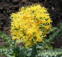 Rhodiola Rosea Flower seeds for Planting Easy to Grow Heirloom & GMO Free Seeds for Home Garden