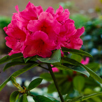 Rhododendron Flower seeds for Planting - Colorful Display, Heirloom & GMO Free Seeds for Home Garden