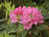 Rhododendron Flower seeds for Planting Compact Growth Heirloom & GMO Free Seeds for Home Garden