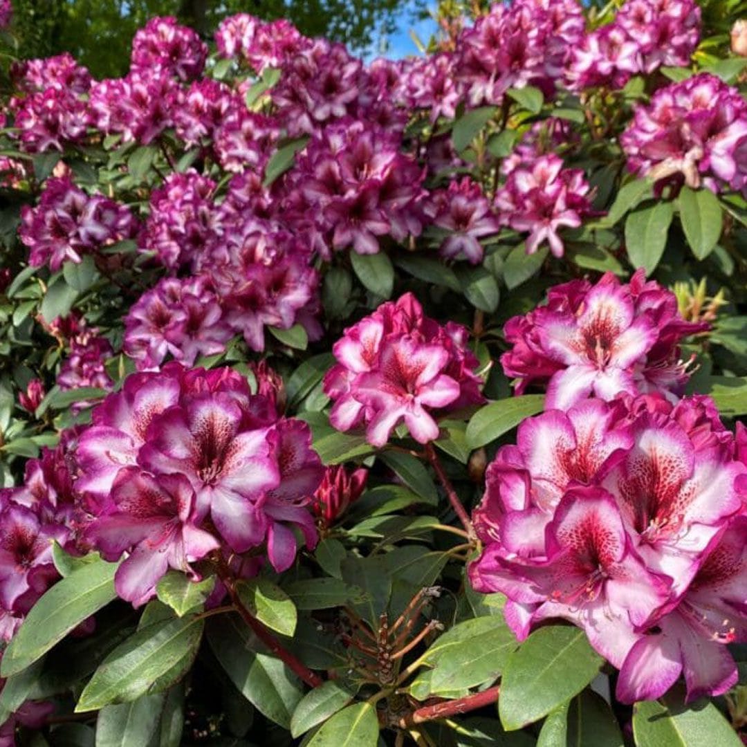 Pink Rhododendron Hans Flower seeds for Planting - Colorful Display, Heirloom & GMO Free Seeds for Home Garden