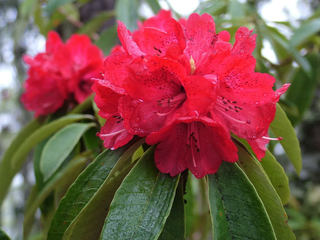 Rhododendron Flower seeds for Planting Fragrant Blossoms Heirloom & GMO Free Seeds for Home Garden