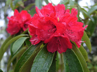 Rhododendron Flower seeds for Planting Fragrant Blossoms Heirloom & GMO Free Seeds for Home Garden