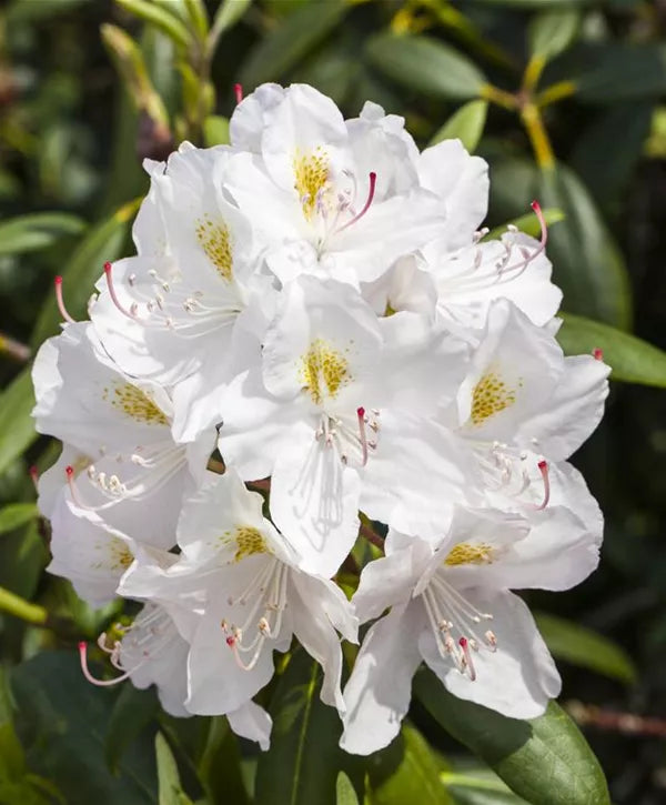 White Catawba Flower Seeds  Ideal for Easy Home Planting