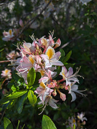 Western Azalea Flower seeds for Planting Bright Blooms Heirloom & GMO Free Seeds for Home Garden