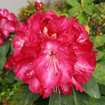 Light Red Rhododendron Flower Seeds for Planting Shade Tolerant Heirloom & GMO Free Seeds for Home Garden
 
 Sale