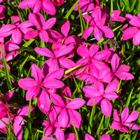 Rhodohypoxis Flower Planting Seeds