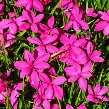 Rhodohypoxis Flower Planting Seeds
