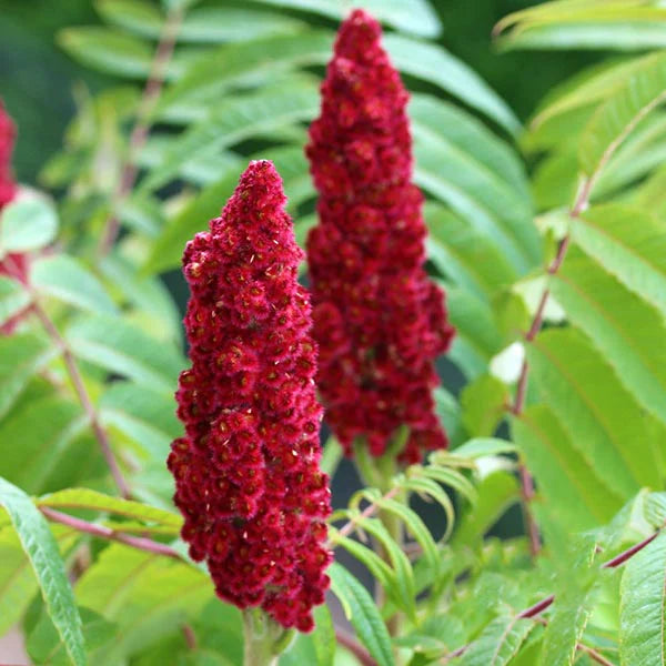 "Red Typhina Flower seeds for Planting - Hardy Variety, Heirloom & GMO Free Seeds for Home Garden