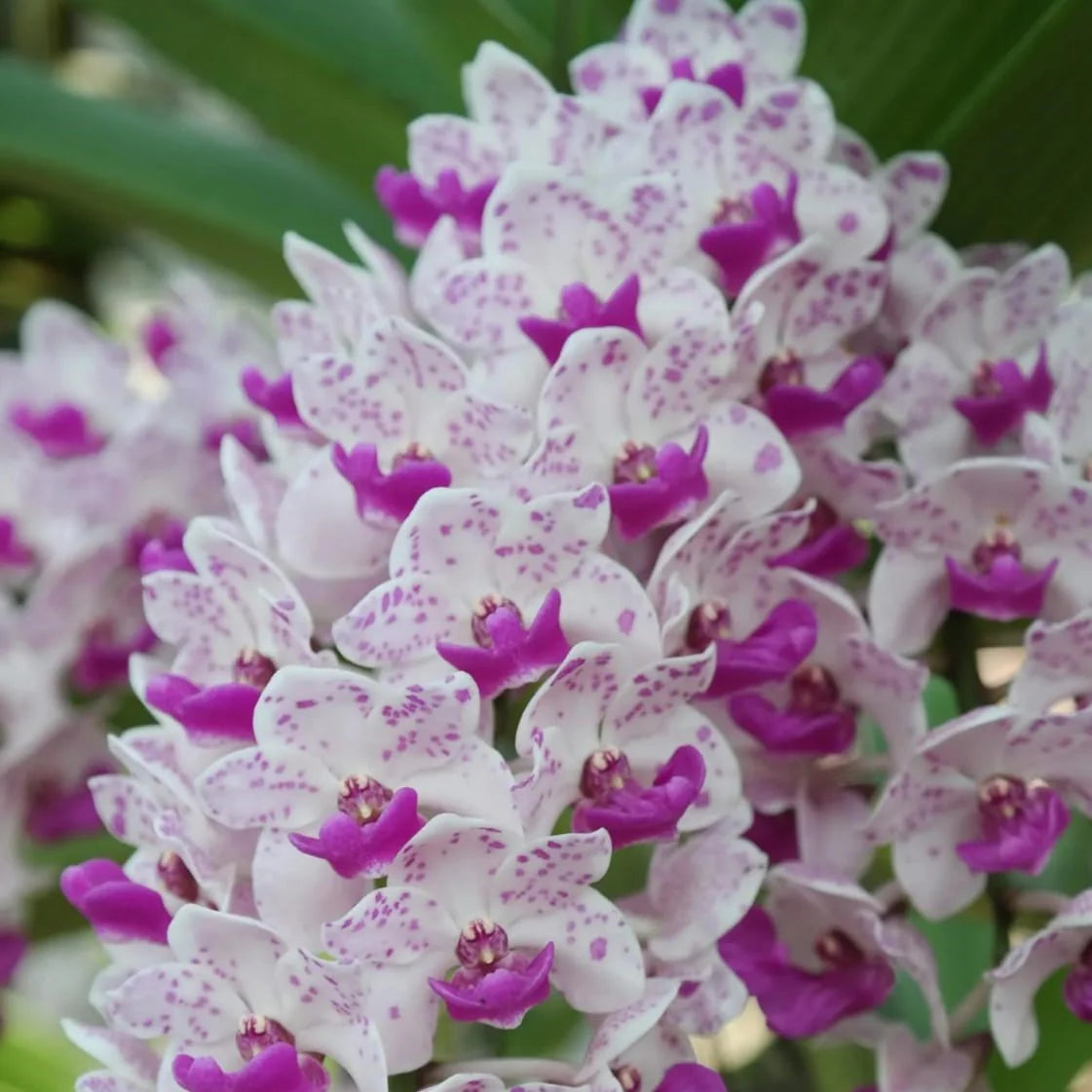 Purple & White Cymbidium Orchid Flower seeds for Planting Long Bloom Season Heirloom & GMO Free Seeds for Home Garden
 
 Sale