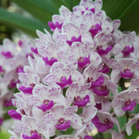 Purple & White Cymbidium Orchid Flower seeds for Planting Long Bloom Season Heirloom & GMO Free Seeds for Home Garden
 
 Sale