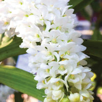 Rhynchostylis Flower seeds for Planting Wildflower Mix Heirloom & GMO Free Seeds for Home Garden