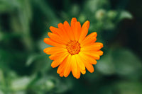 Calendula Flower seeds for Planting Hardy Variety Heirloom & GMO Free Seeds for Home Garden