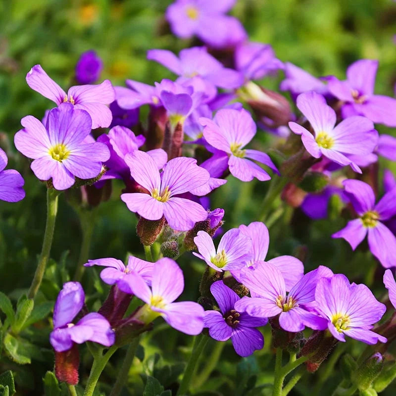 Mixed Rock Cress seeds for planting