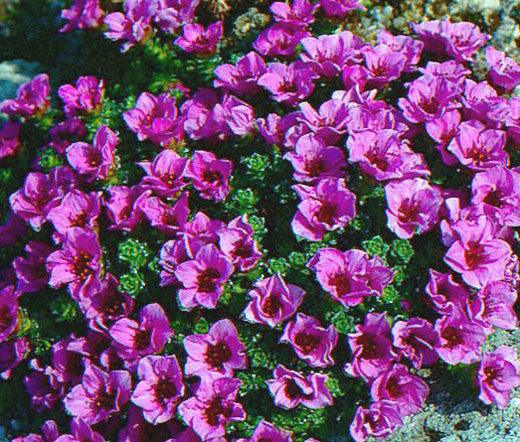 Purple Saxifraga Arendsii Flower seeds for Planting - Compact Growth, Heirloom & GMO Free Seeds for Home Garden