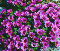 Purple Saxifraga Arendsii Flower seeds for Planting - Compact Growth, Heirloom & GMO Free Seeds for Home Garden