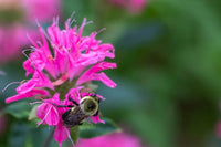 Balm Seeds for Planting home garden flower bed