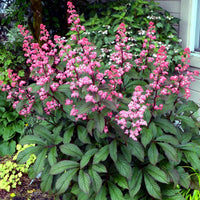 Rodgersia Flower seeds for Planting Wildflower Mix Heirloom & GMO Free Seeds for Home Garden