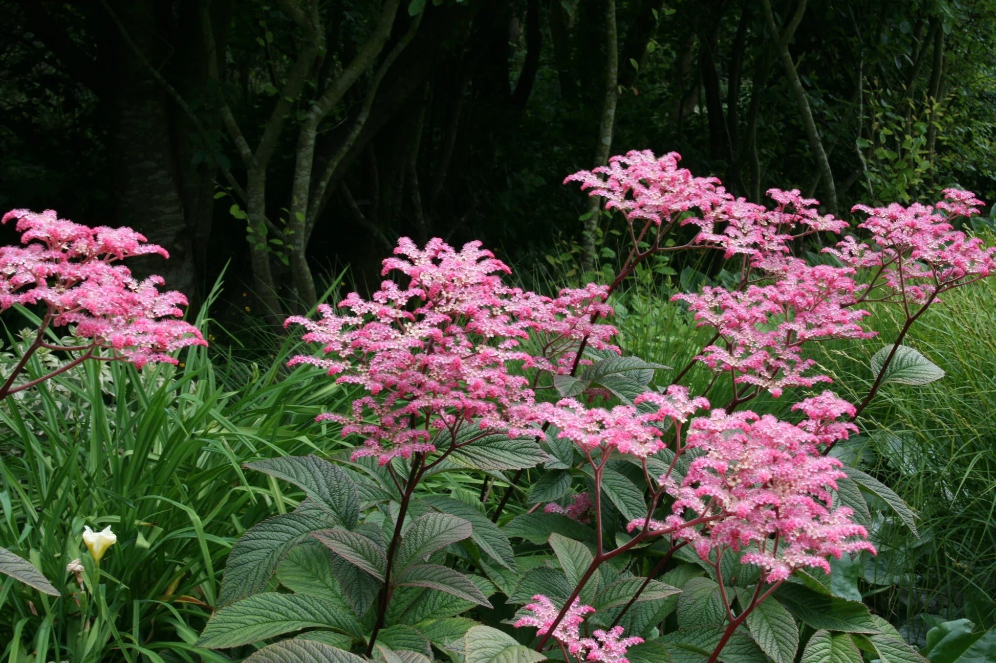 Rodgersia Flower seeds for Planting Wildflower Mix Heirloom & GMO Free Seeds for Home Garden