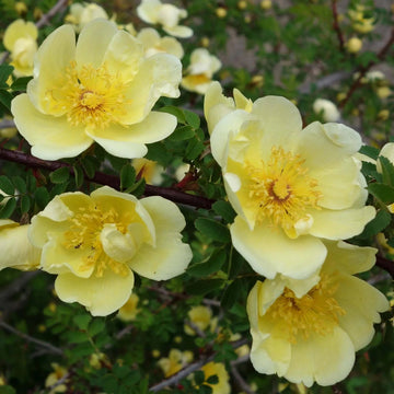 Yellow Hugo Rose Flower seeds for Planting - Vibrant Colors, Heirloom & GMO Free Seeds for Home Garden
 
 Sale for planting in home garden