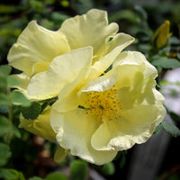Yellow Hugo Rose Flower seeds for Planting - Vibrant Colors, Heirloom & GMO Free Seeds for Home Garden