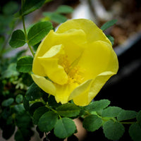 Yellow Hugo Rose Flower seeds for Planting - Vibrant Colors, Heirloom & GMO Free Seeds for Home Garden