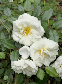 White Climbing Rose Flower Seeds for Planting Cottage Garden Essential Heirloom & GMO Free Seeds for Home Garden
 
 Sale