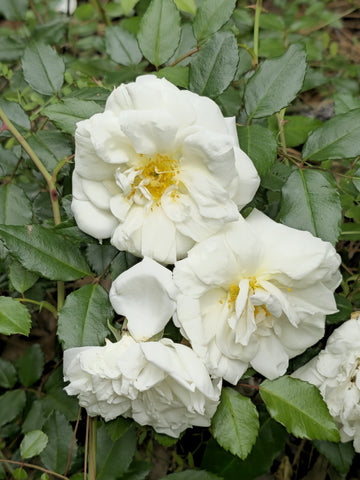 White Climbing Rose Flower Seeds for Planting Cottage Garden Essential Heirloom & GMO Free Seeds for Home Garden
 
 Sale