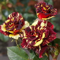 Red Yellow Abracadabra Flower seeds for Planting - Fragrant Blossoms, Heirloom & GMO Free Seeds for Home Garden