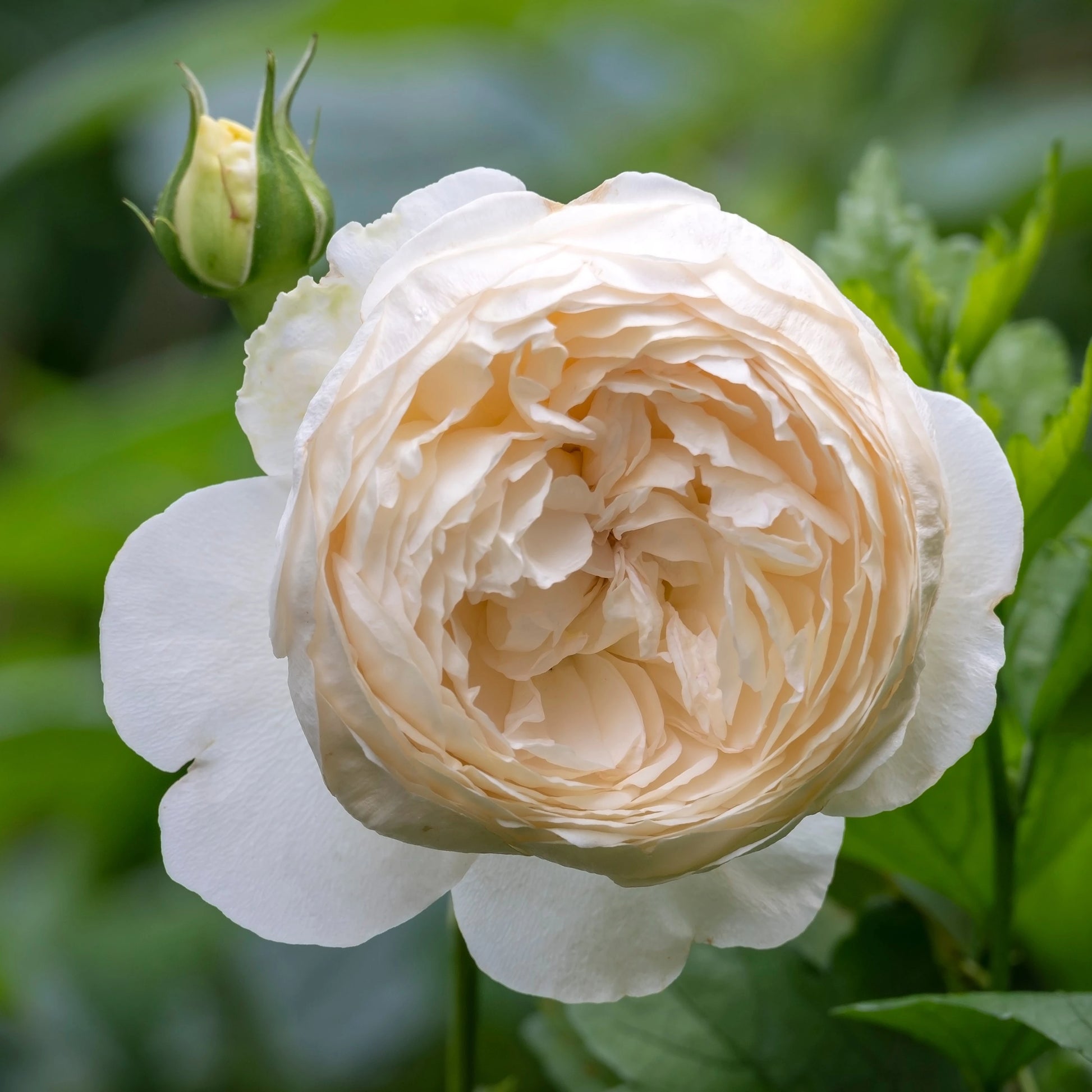 Climbing Rose Flower seeds for Planting Premium Quality Heirloom & GMO Free Seeds for Home Garden