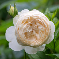 Climbing Rose Flower seeds for Planting Premium Quality Heirloom & GMO Free Seeds for Home Garden