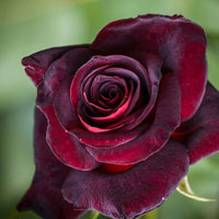 Black Maroon Rose Flower seeds for Planting - Premium Quality, Heirloom & GMO Free Seeds for Home Garden